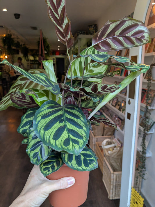 Potted plant with green and brown leaves held by a hand in an indoor setting.