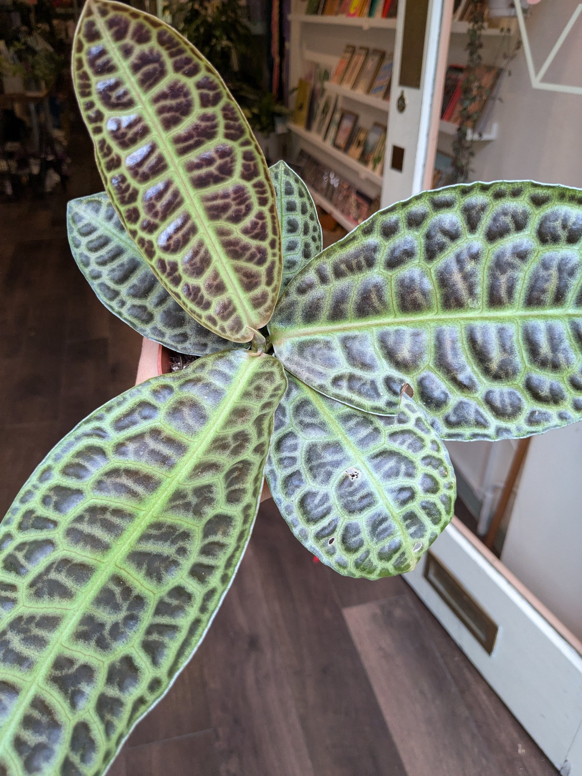 Close-up of a patterned leaf with a blurred indoor background