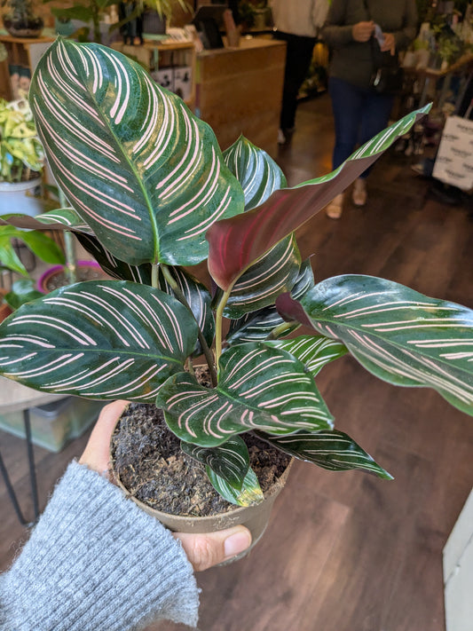 Calathea Sanderiana
