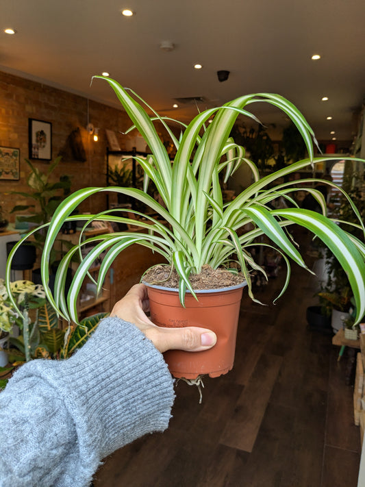 Person holding a potted spider plant indoors with a blurred background