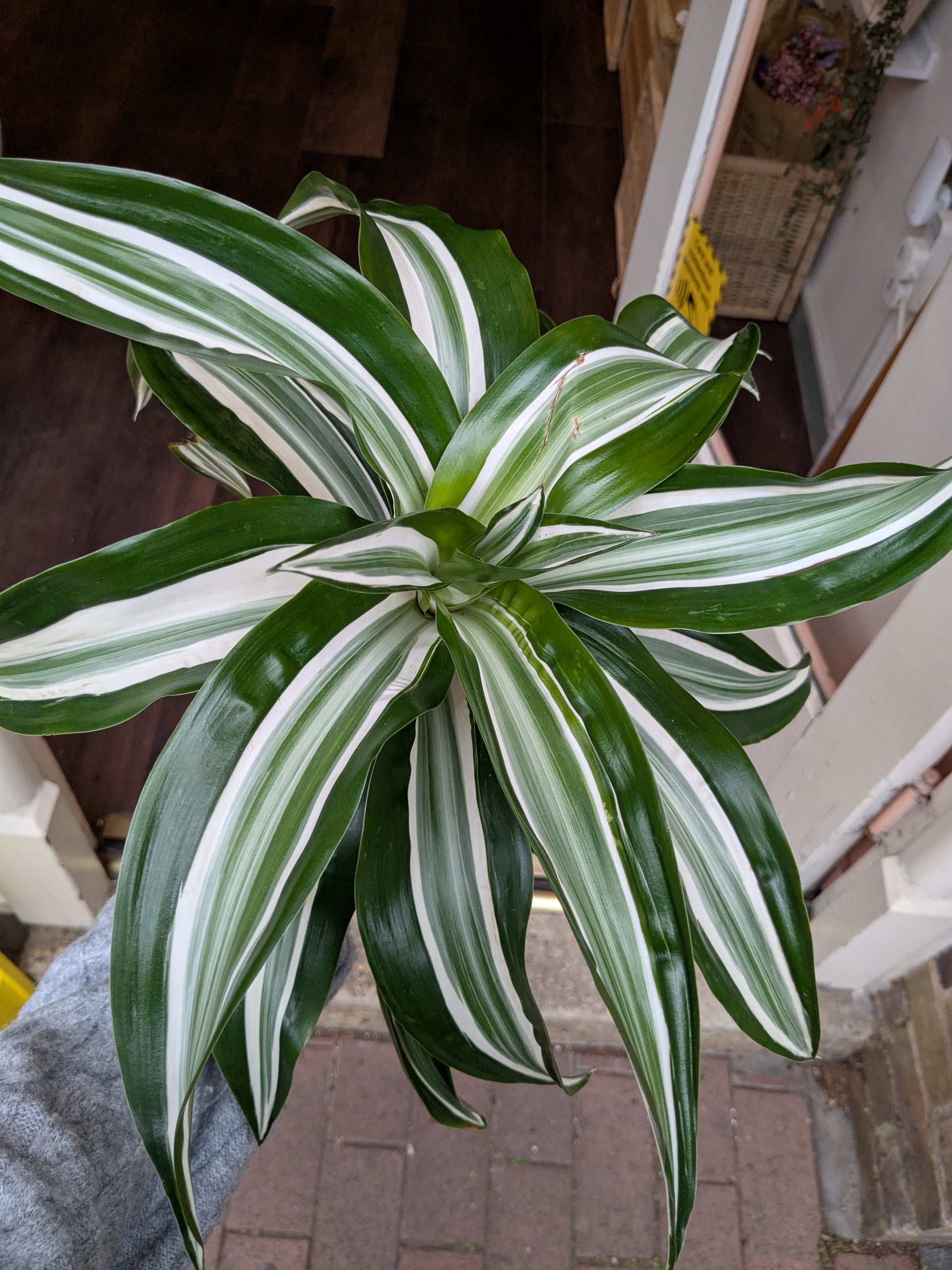 Variegated green and white houseplant on a blurred background