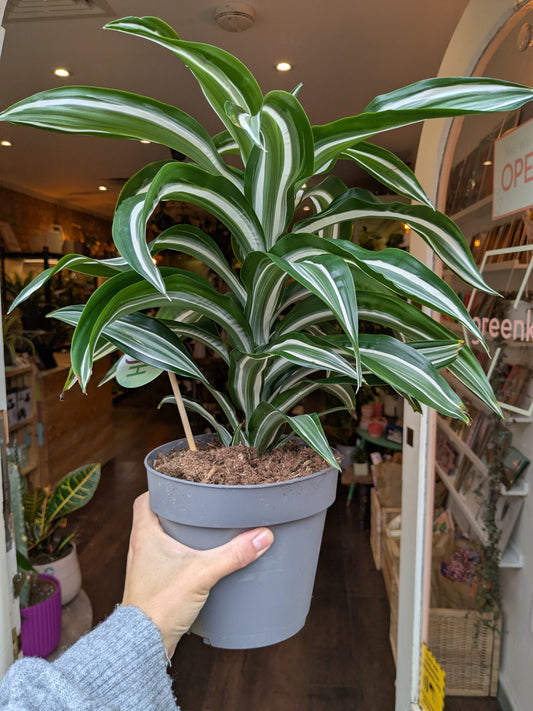 Potted plant with striped leaves held by a person in an indoor setting