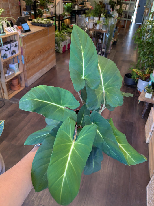 Person holding a large green leafy plant in a store setting