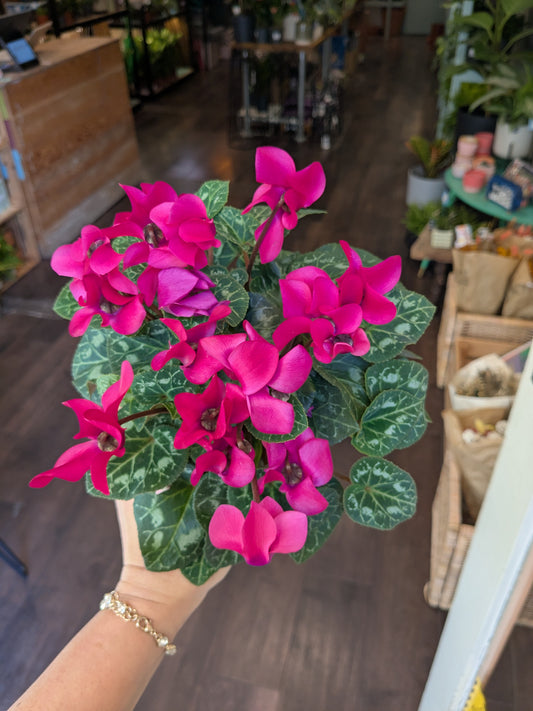Person holding a potted pink cyclamen plant in an indoor setting