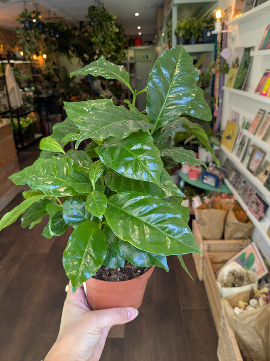 Potted plant held in front of a store interior with shelves and products.