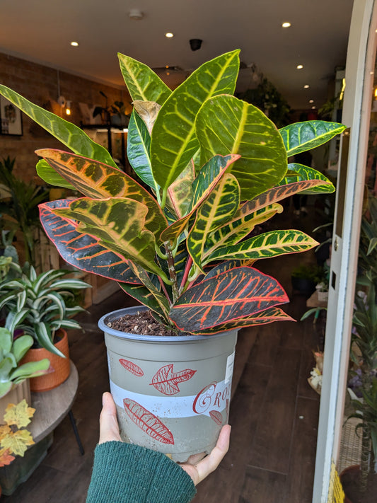 Potted plant with variegated leaves held by a person indoors.