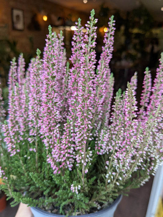 Potted plant with pink flowers in a blurred indoor setting