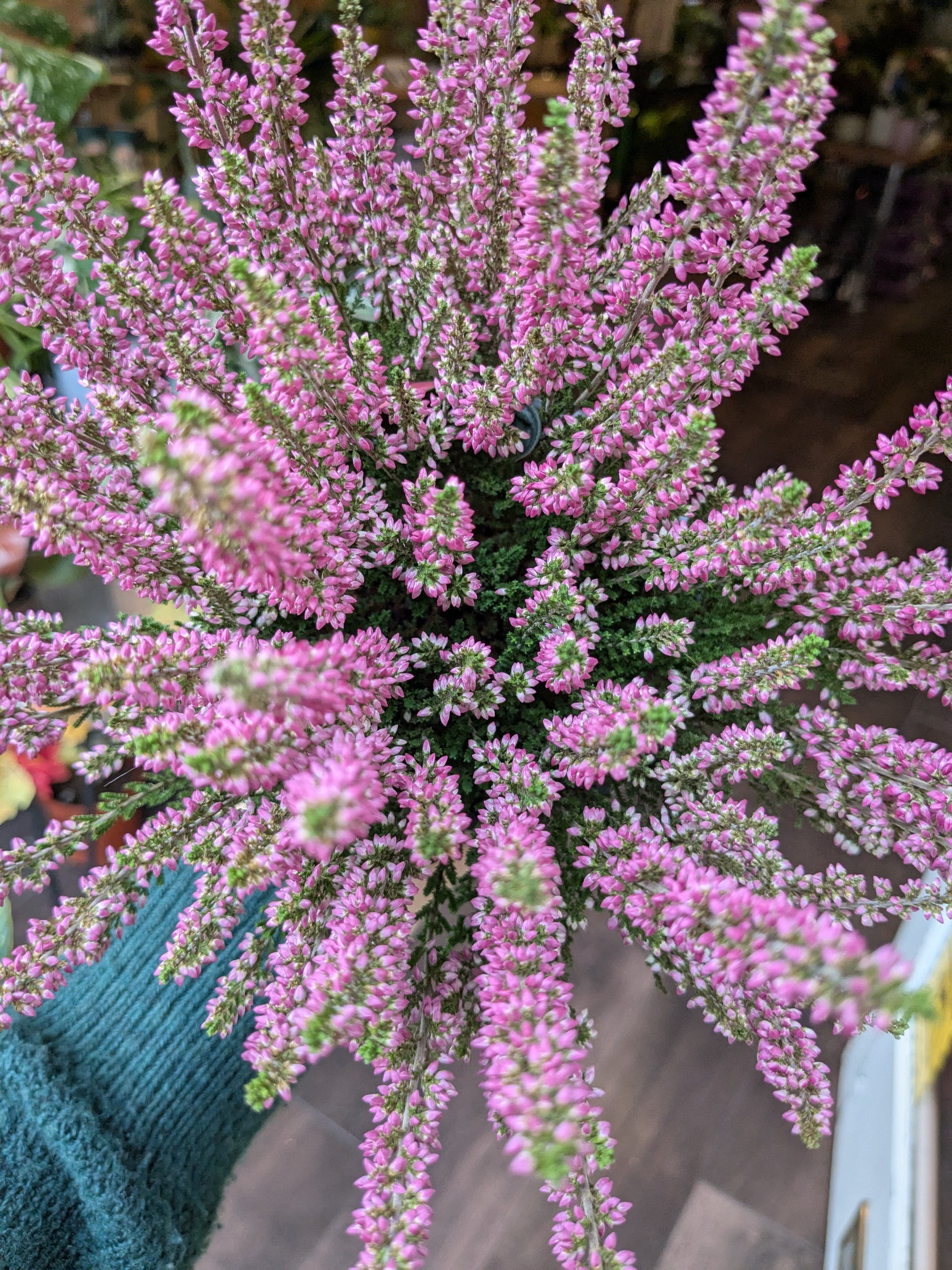Close-up of pink heather flowers held by a person wearing a teal sweater.