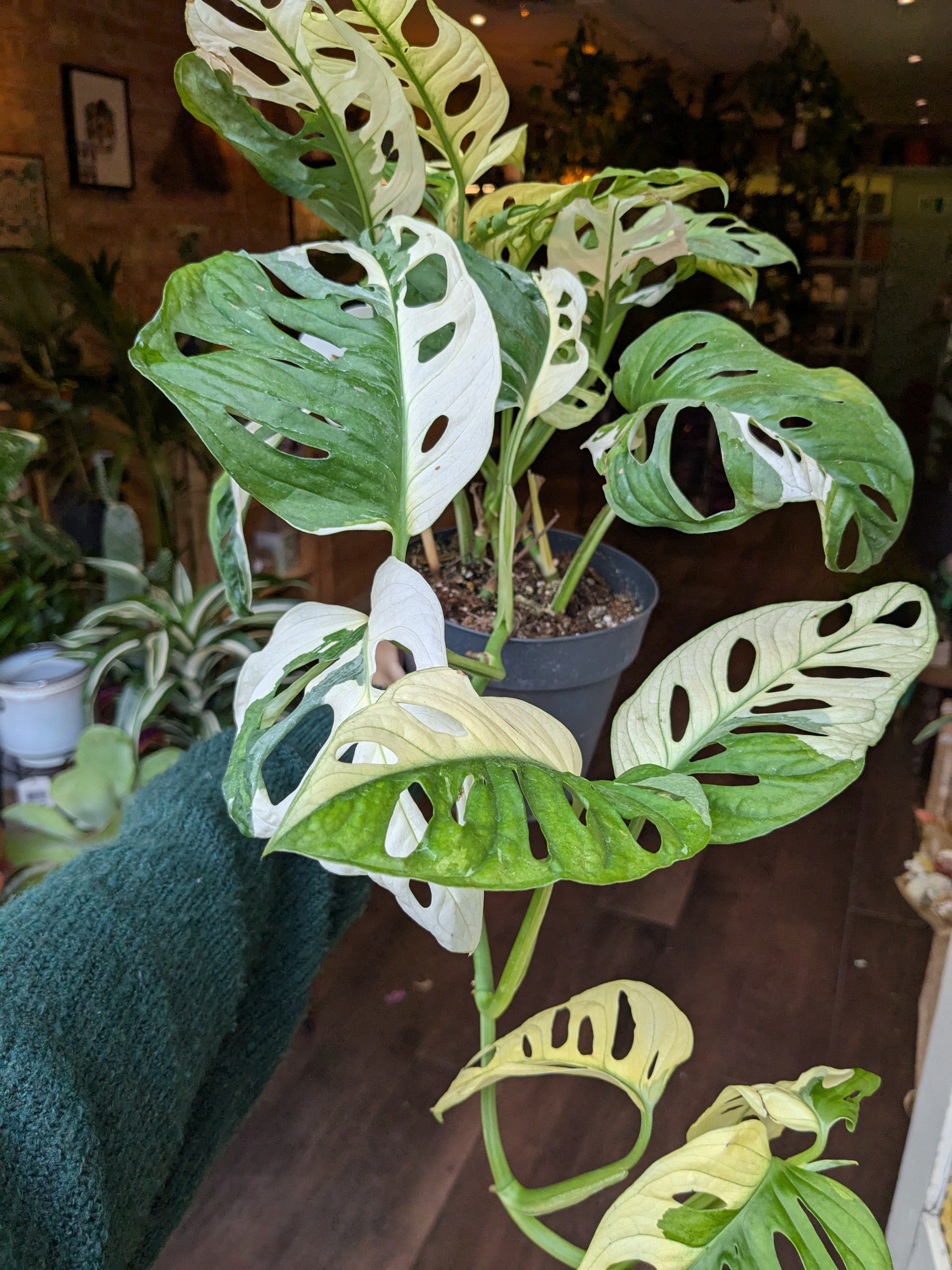 19)Monstera adansonii variegated モンステラ アダンソニー