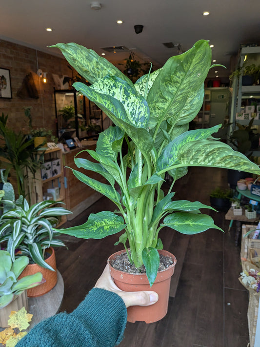 Person holding a potted plant in an indoor setting with other plants and furniture.