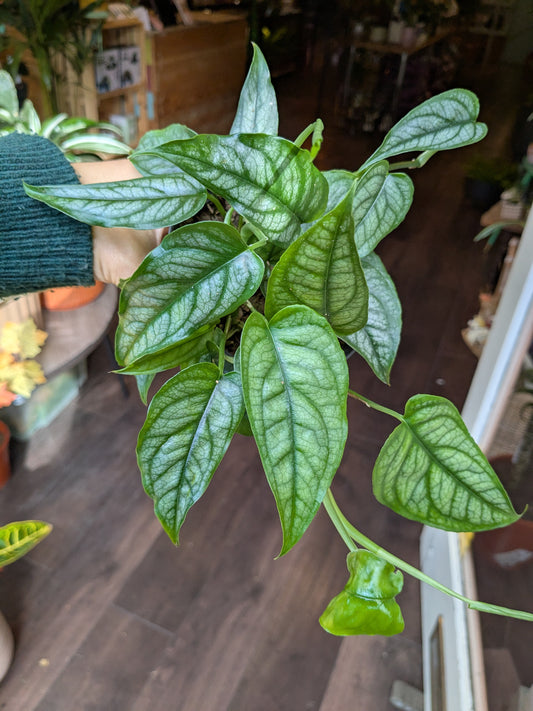 Close-up of a green leafy plant with a blurred indoor background