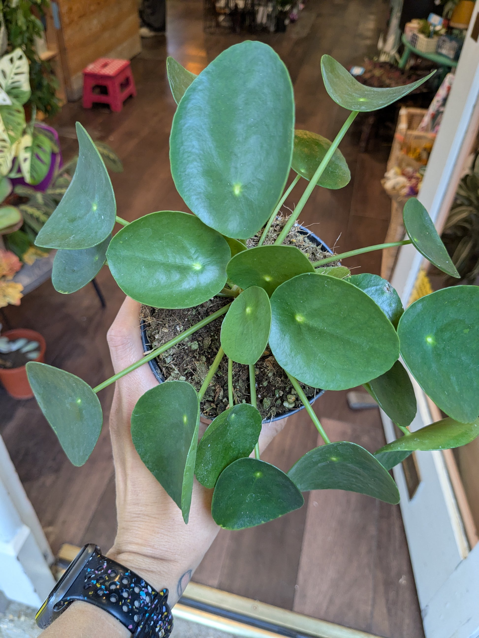 Pilea peperomioides plant held by a person indoors