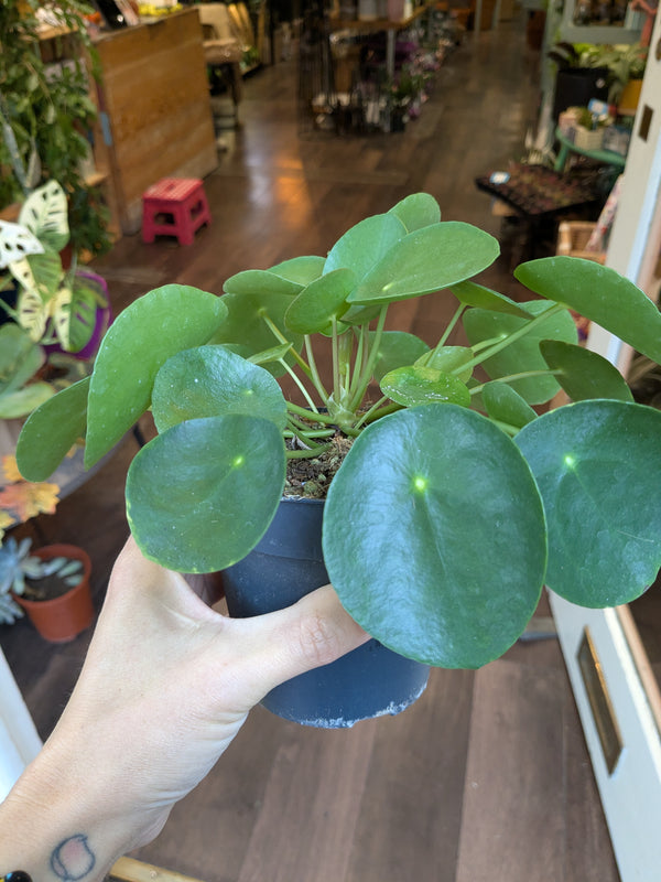 Person holding a potted plant in a store setting