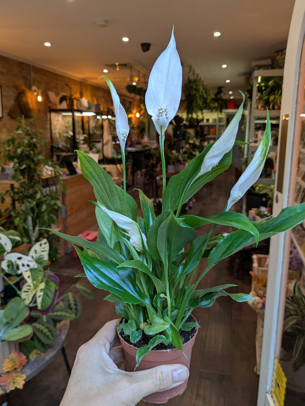 Person holding a potted Spathiphyllum plant in a store setting