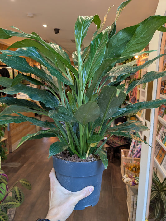 Person holding a potted plant in an indoor setting