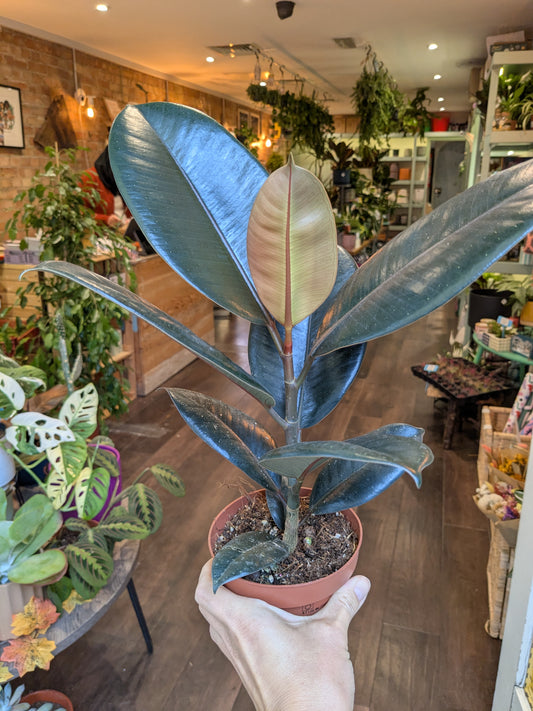 Large potted plant held by a person in an indoor setting with other plants and furniture.