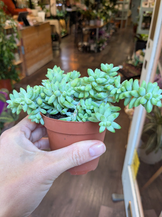 Small potted succulent held in a hand with a store interior in the background