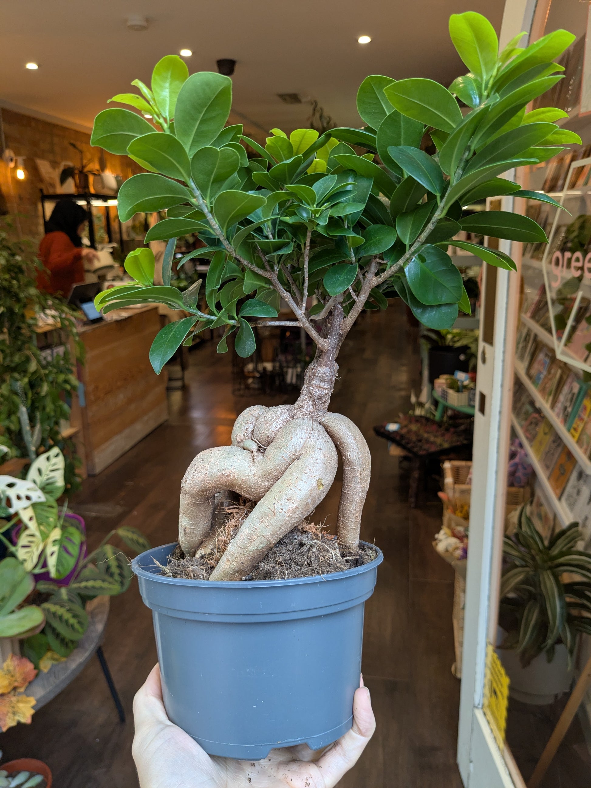 Potted plant with twisted trunk held indoors, possibly in a store or cafe.