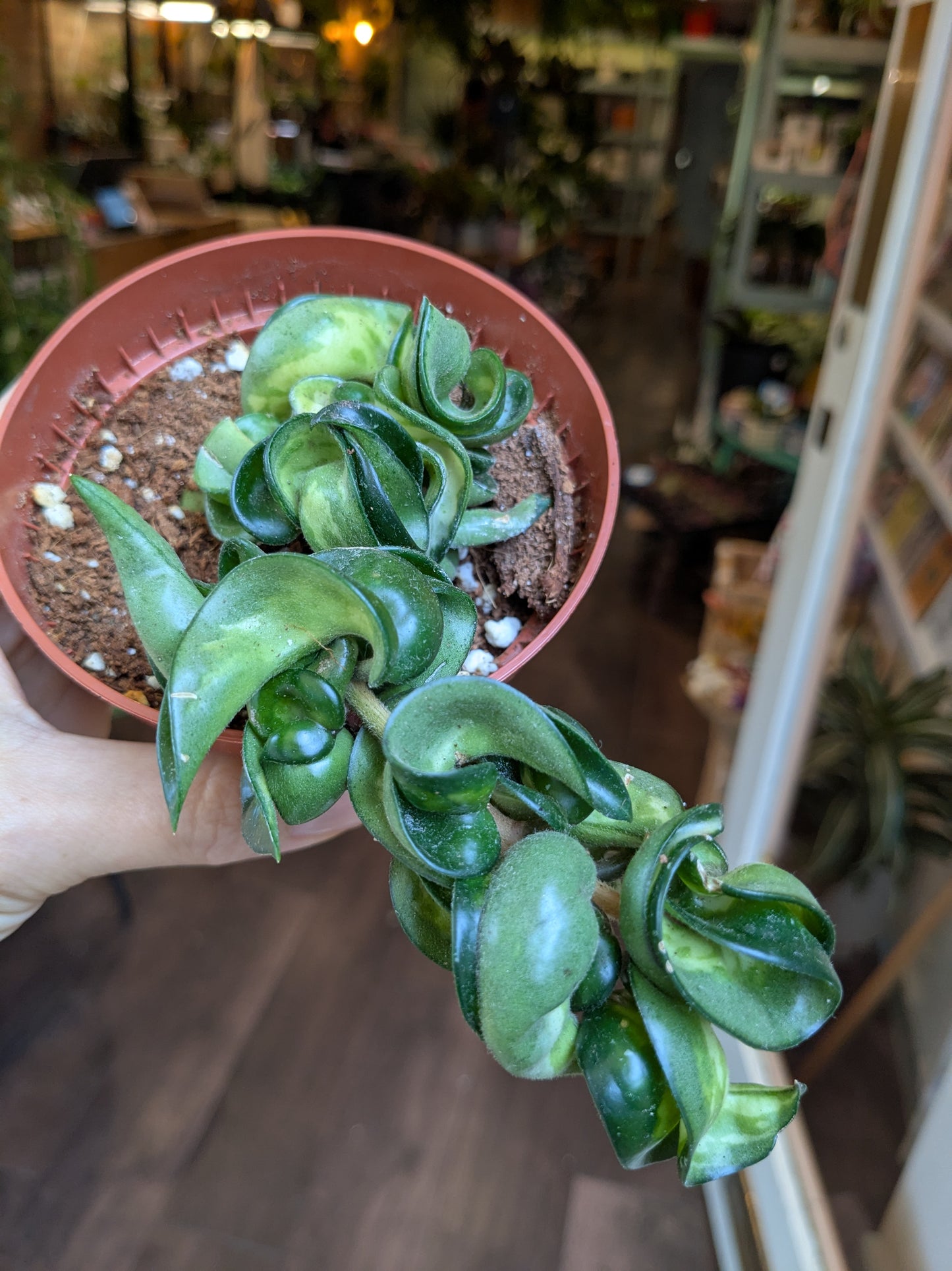 Person holding a succulent plant with a blurred indoor background