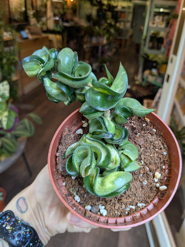 Potted succulent plant held by a person in an indoor setting