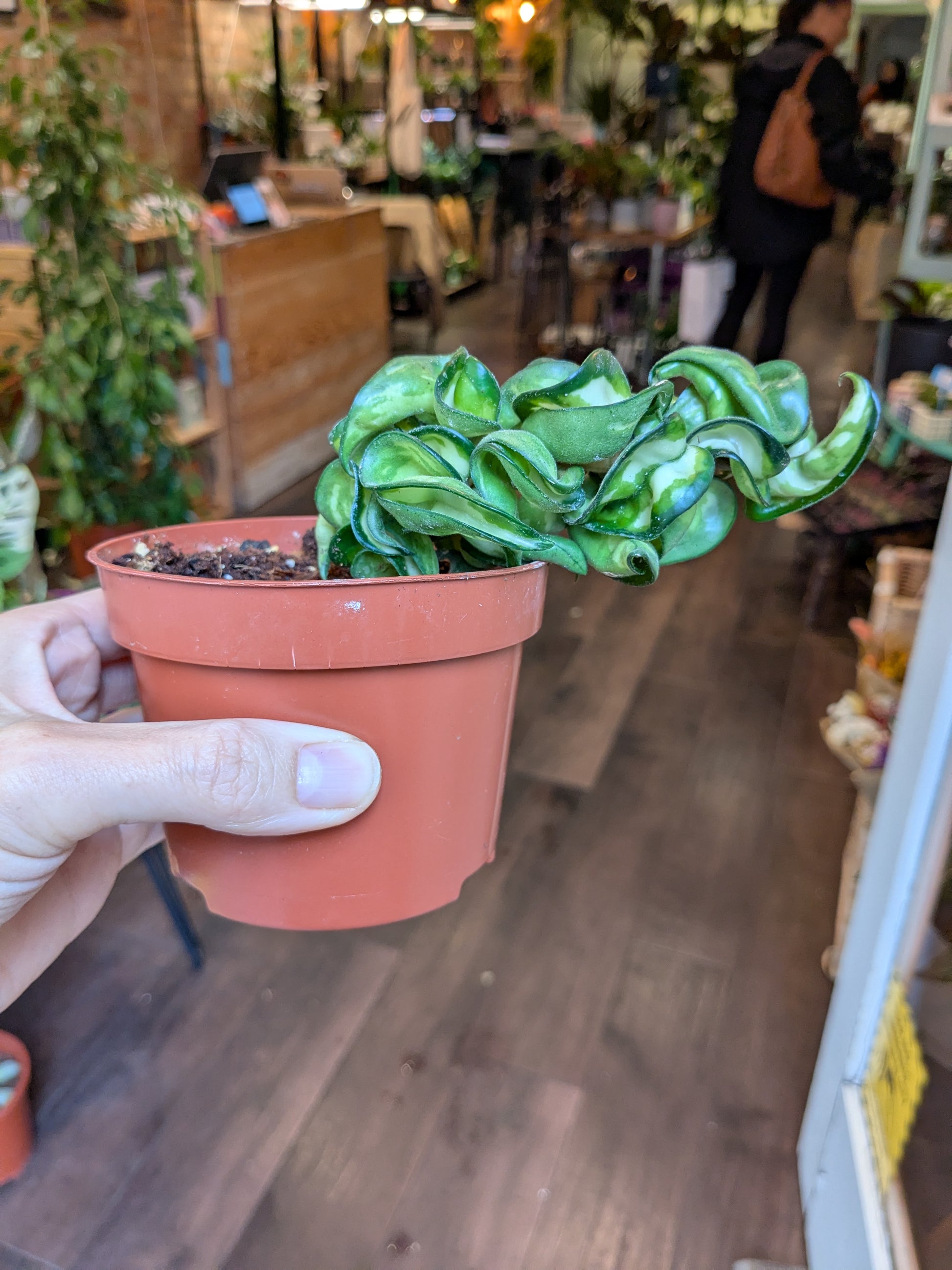 Person holding a potted plant in a store setting
