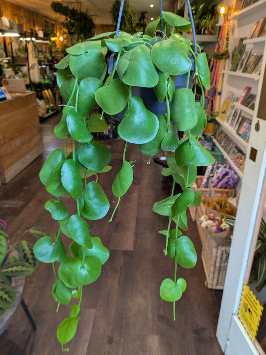 Hanging green plant in a store setting with books and products in the background