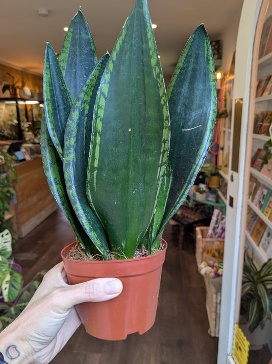 Person holding a potted snake plant in a store setting
