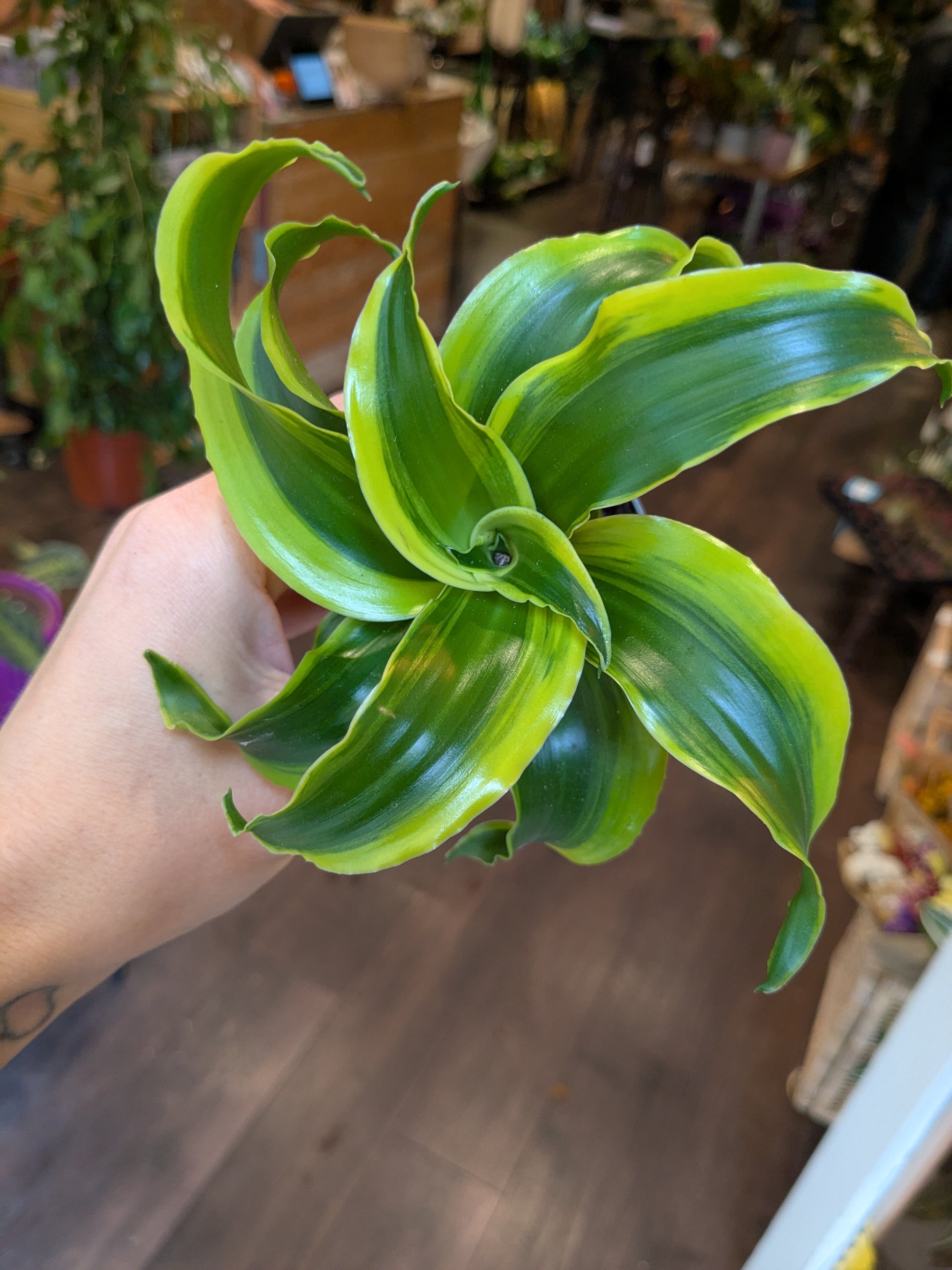 Hand holding a large green leafy plant with a blurred indoor background
