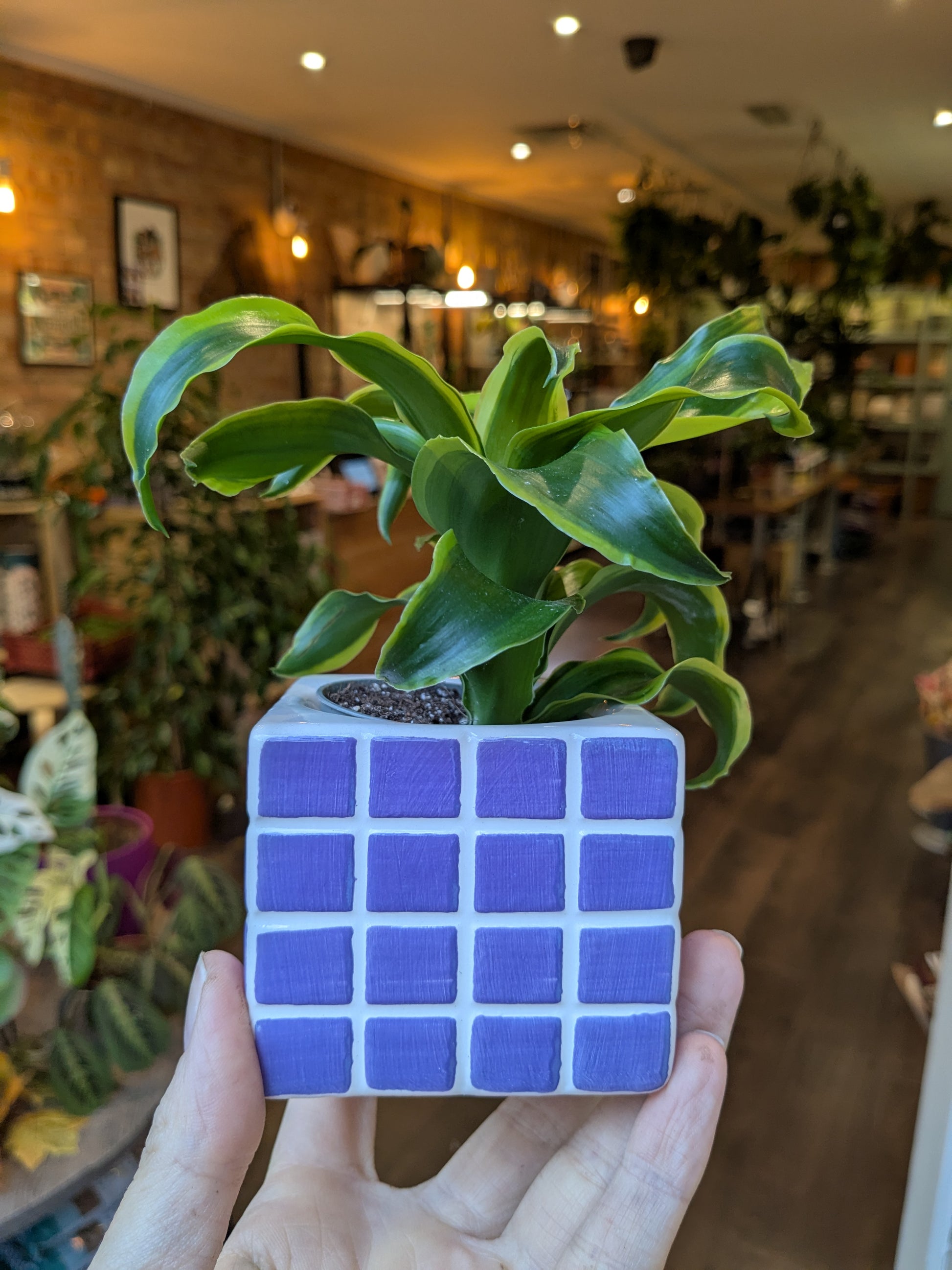 Blue grid-patterned planter with a green plant held in front of a blurred indoor setting.