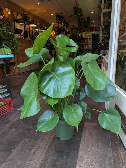 Potted plant on a wooden floor with a store interior in the background