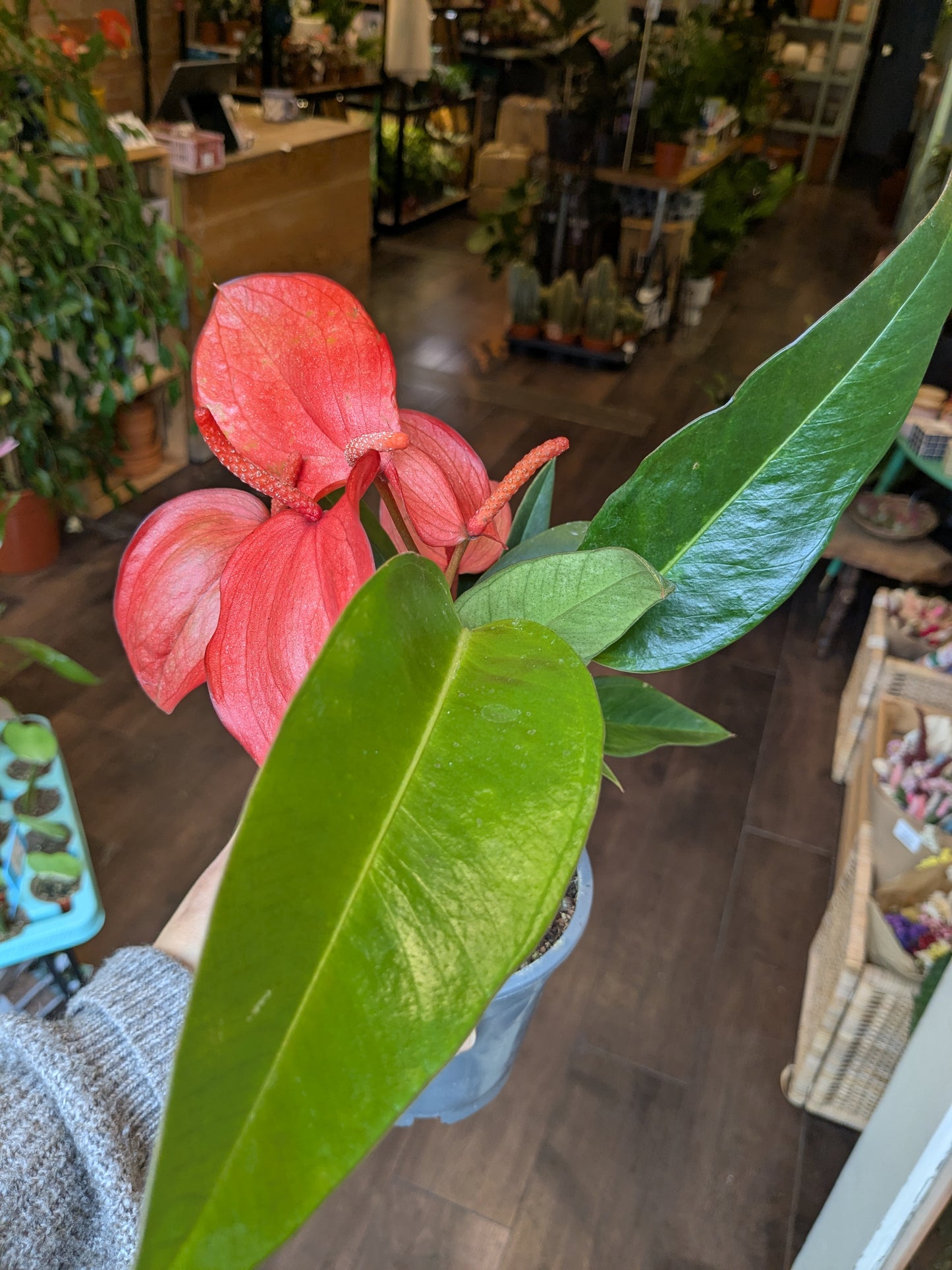 Close-up of a pink flamingo flower with green leaves in an indoor setting.