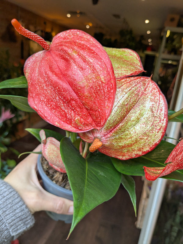 Pink and green Anthurium plant held by a person indoors.
