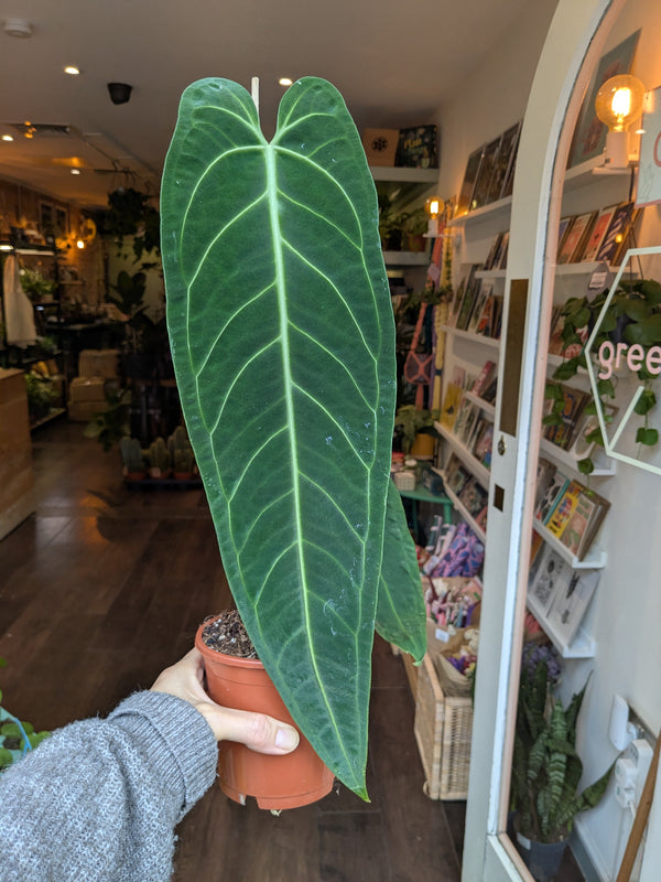 Person holding a large green leafy plant in a store with shelves and plants in the background