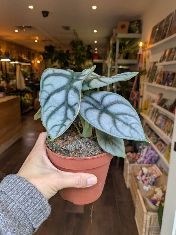 Person holding a potted plant in a store setting