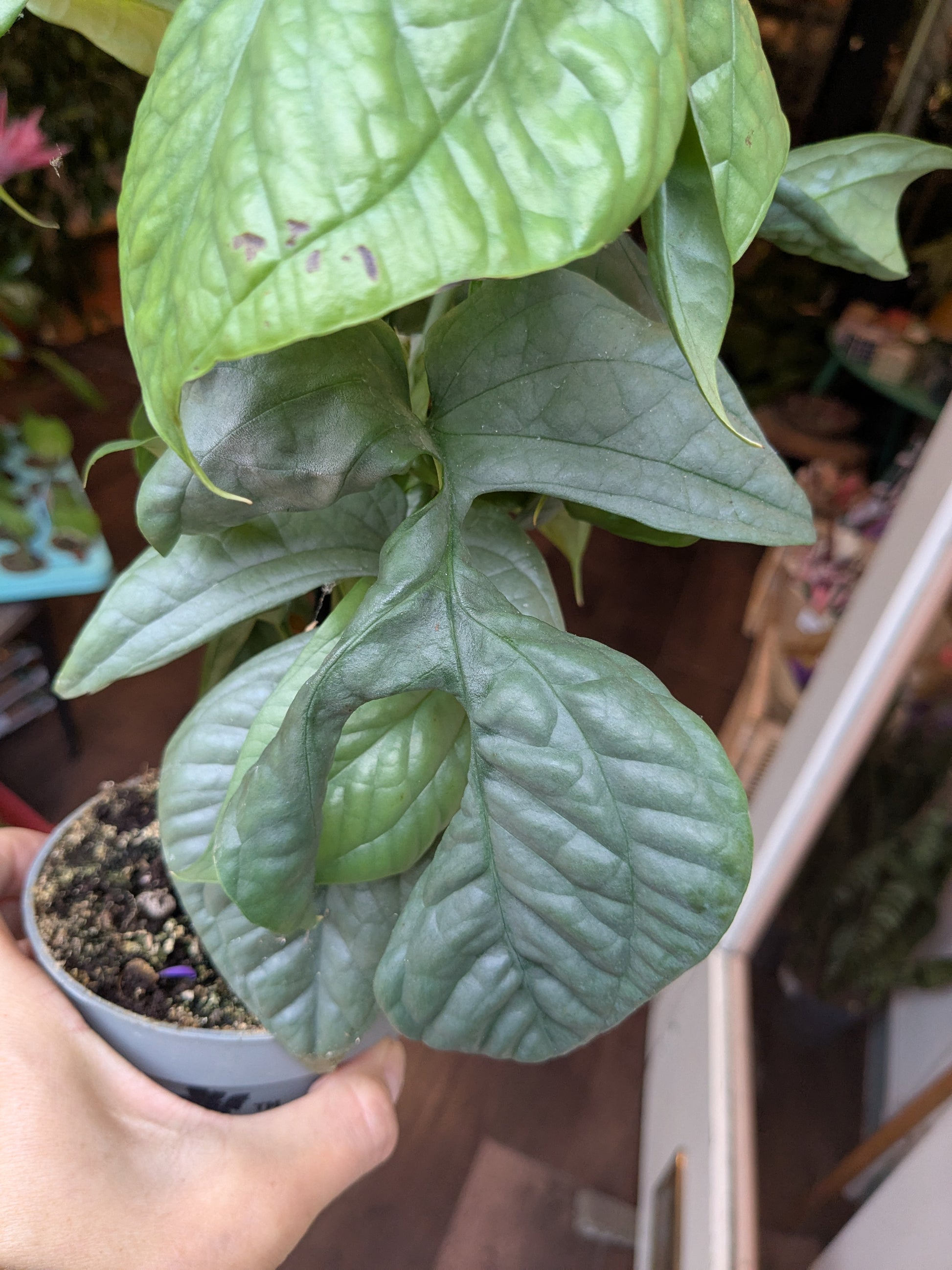 Potted plant held by a person with a blurred background