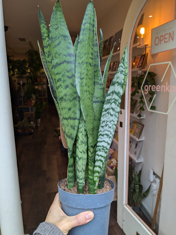 Potted snake plant held by a person with a store interior in the background