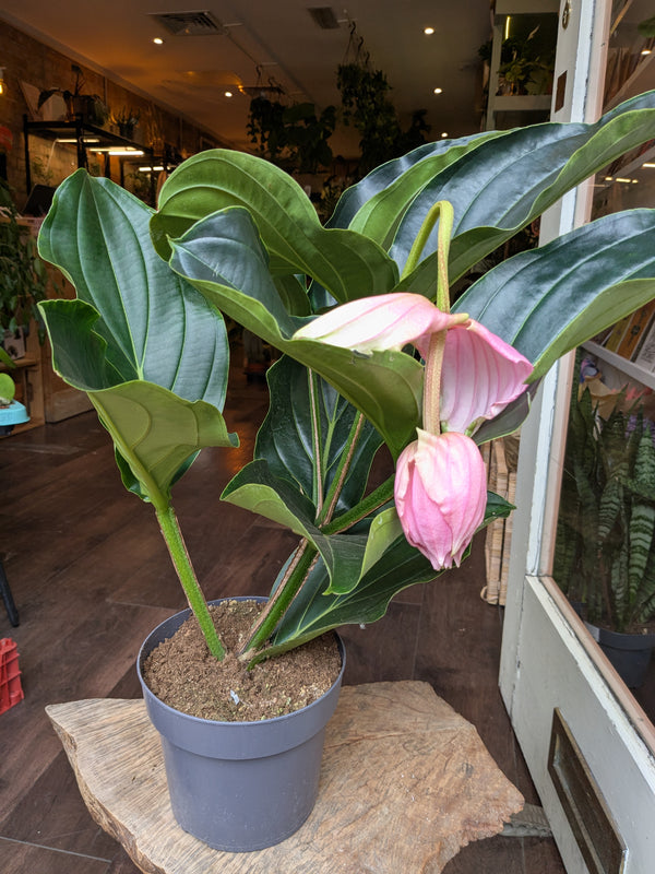 Potted plant with pink flower in a store setting