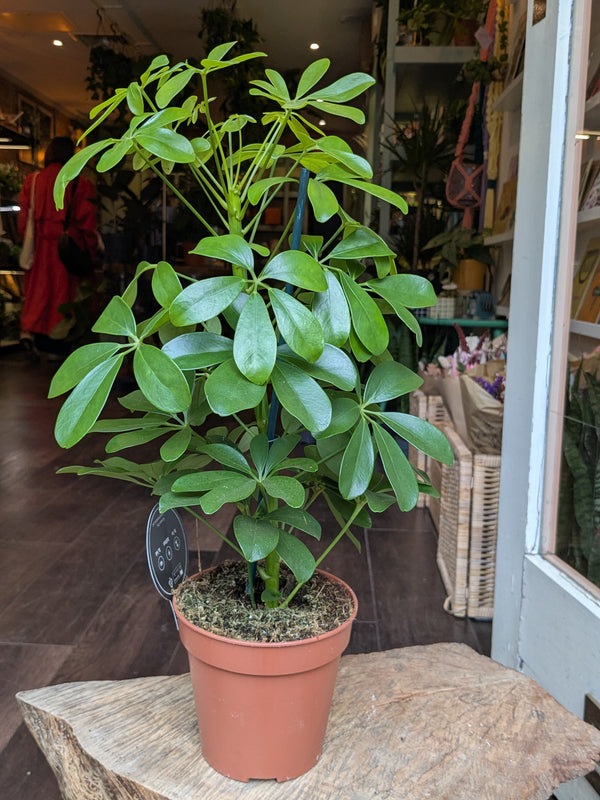 Potted plant on a wooden surface with a blurred indoor background