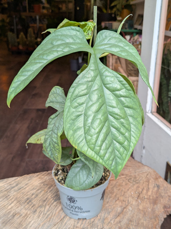 Potted plant on a wooden surface with a blurred indoor background
