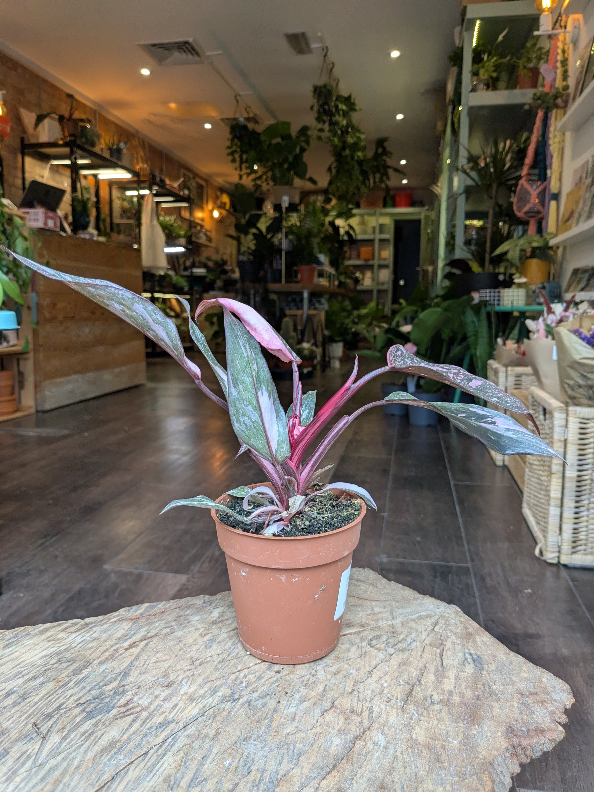 Potted plant on a stone surface in a store setting with other plants and furniture.