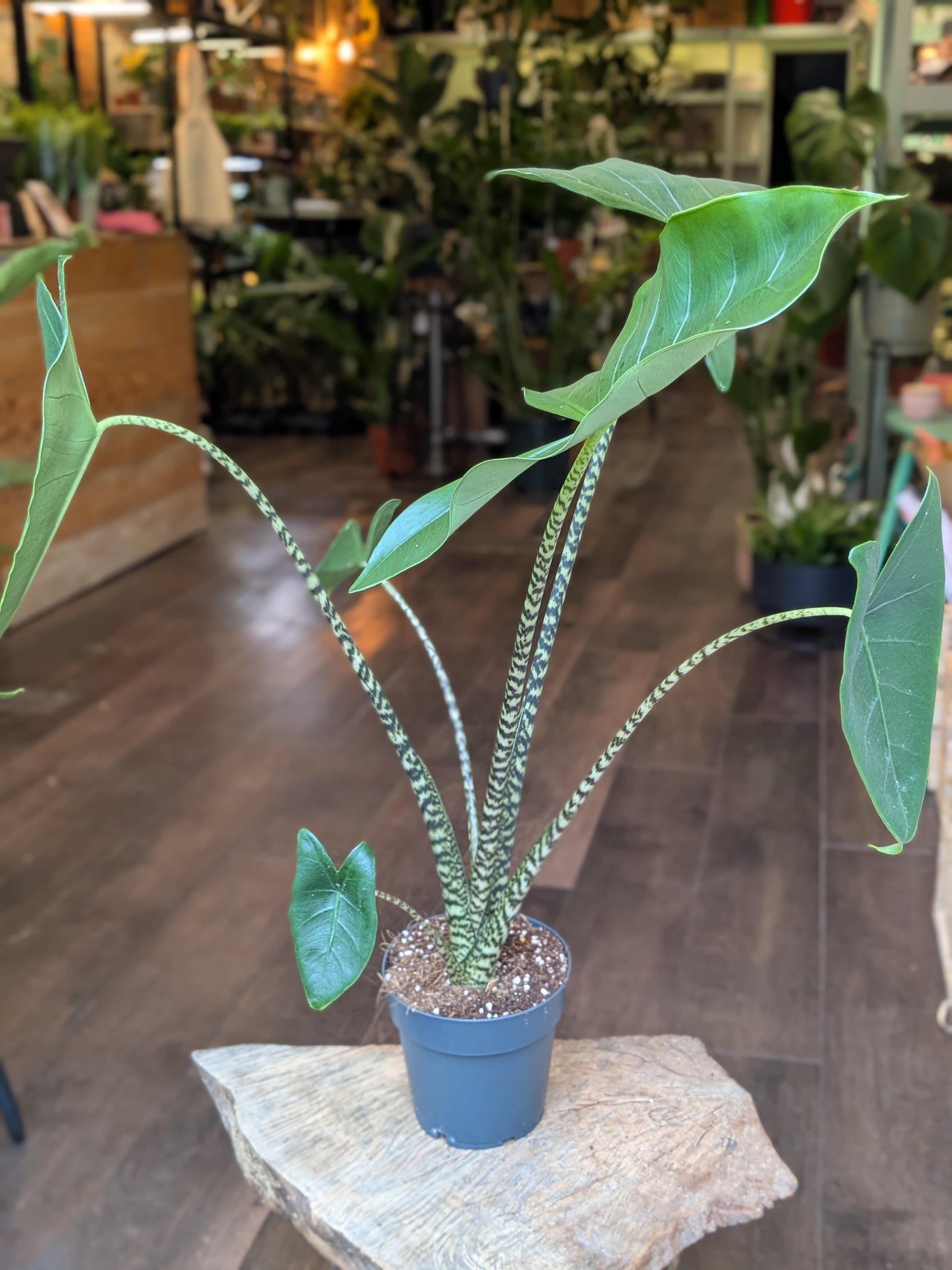 Potted plant on a stone surface with a store interior in the background