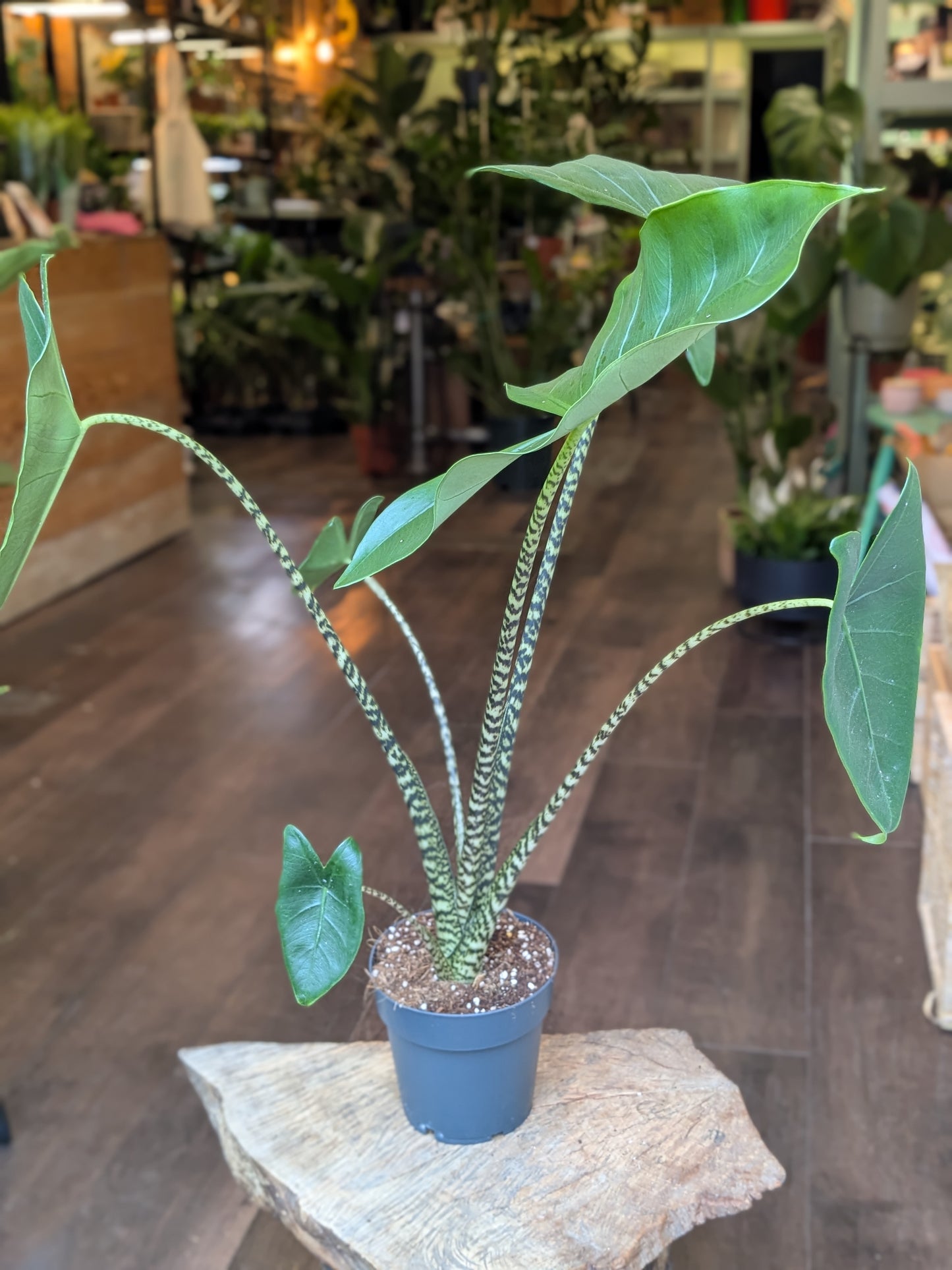 Potted plant on a stone surface with a blurred indoor setting