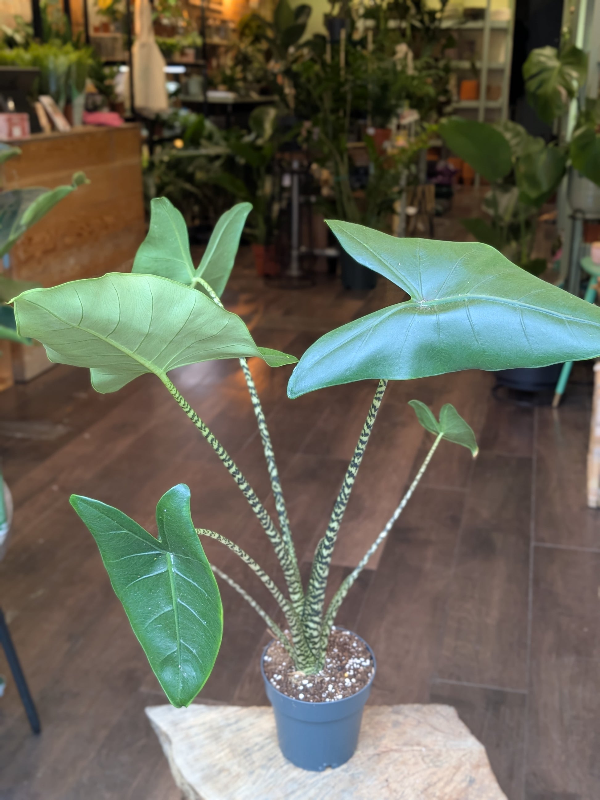 Potted plant on a stone surface with a blurred indoor background