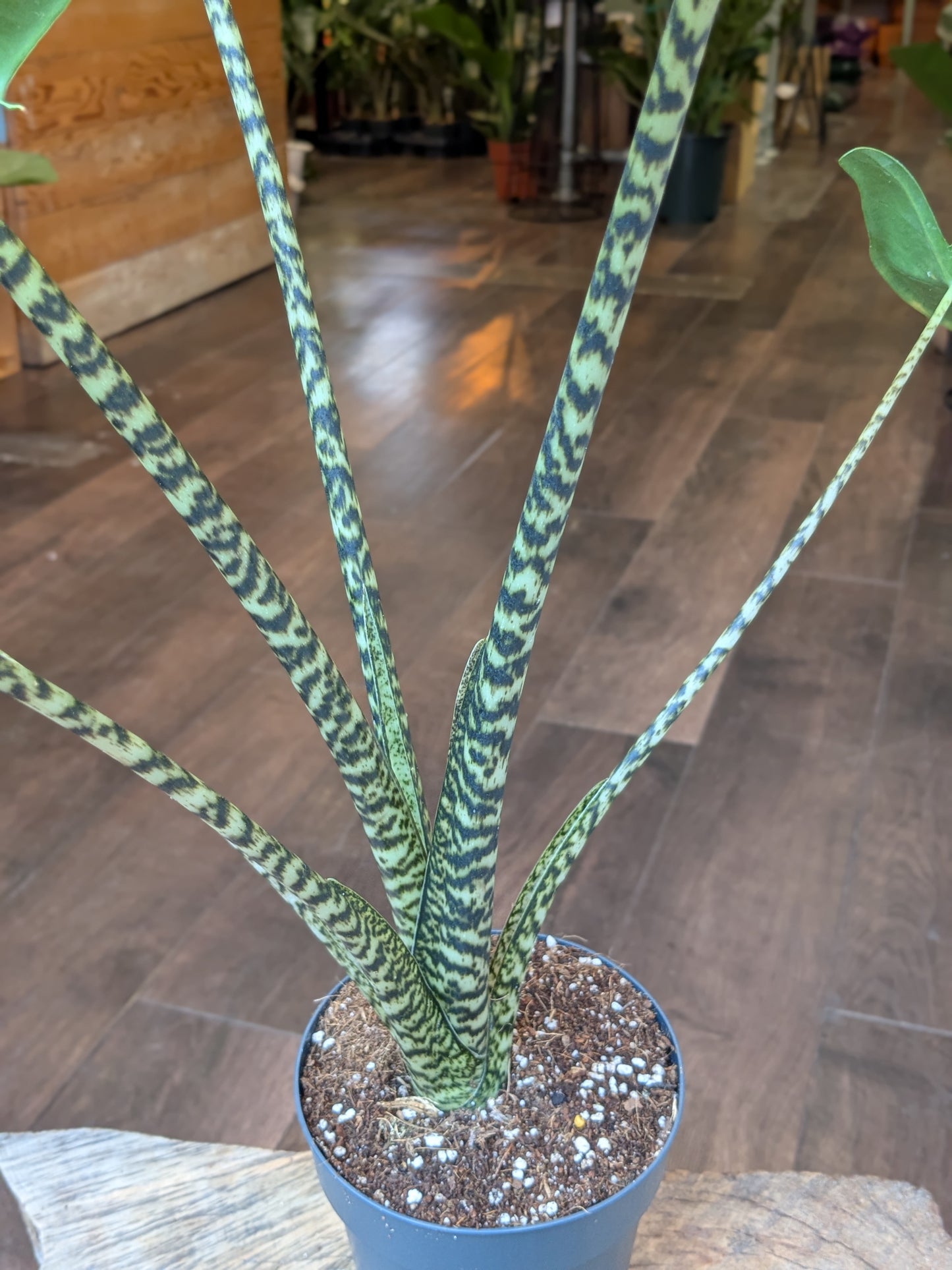 Potted plant with striped leaves on a wooden floor