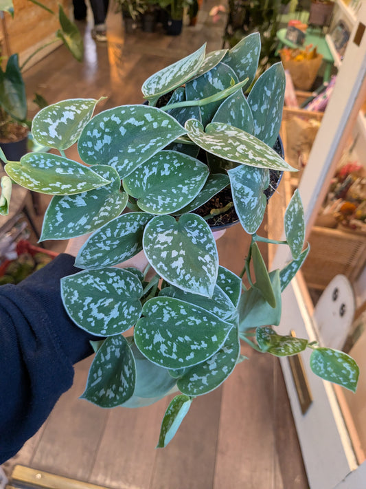 Close-up of a potted plant with green and white leaves held by a person indoors.