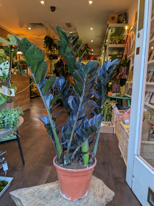 Potted plant on a table in a store with various plants and items in the background