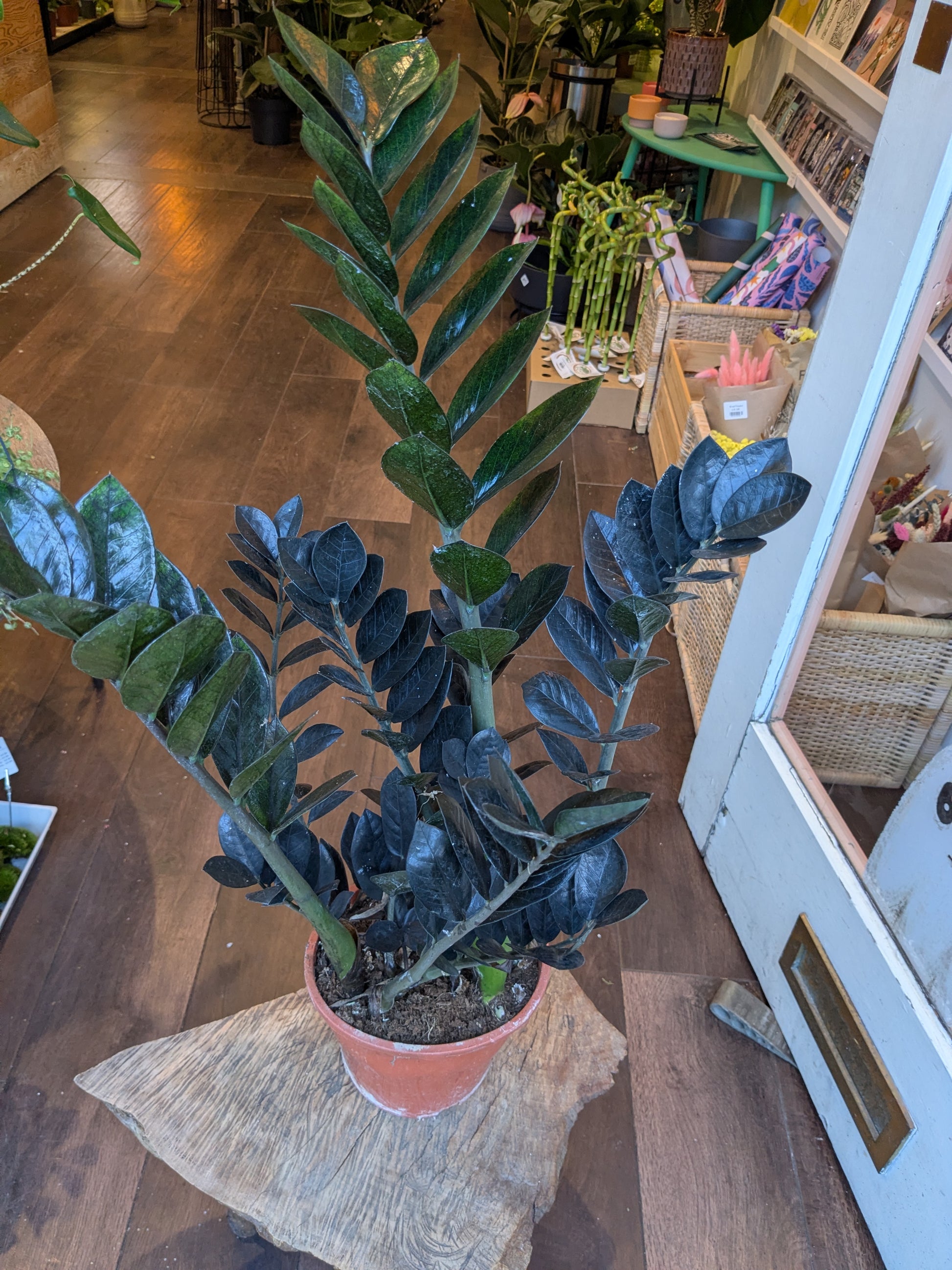 Potted plant on a wooden floor with a store interior in the background