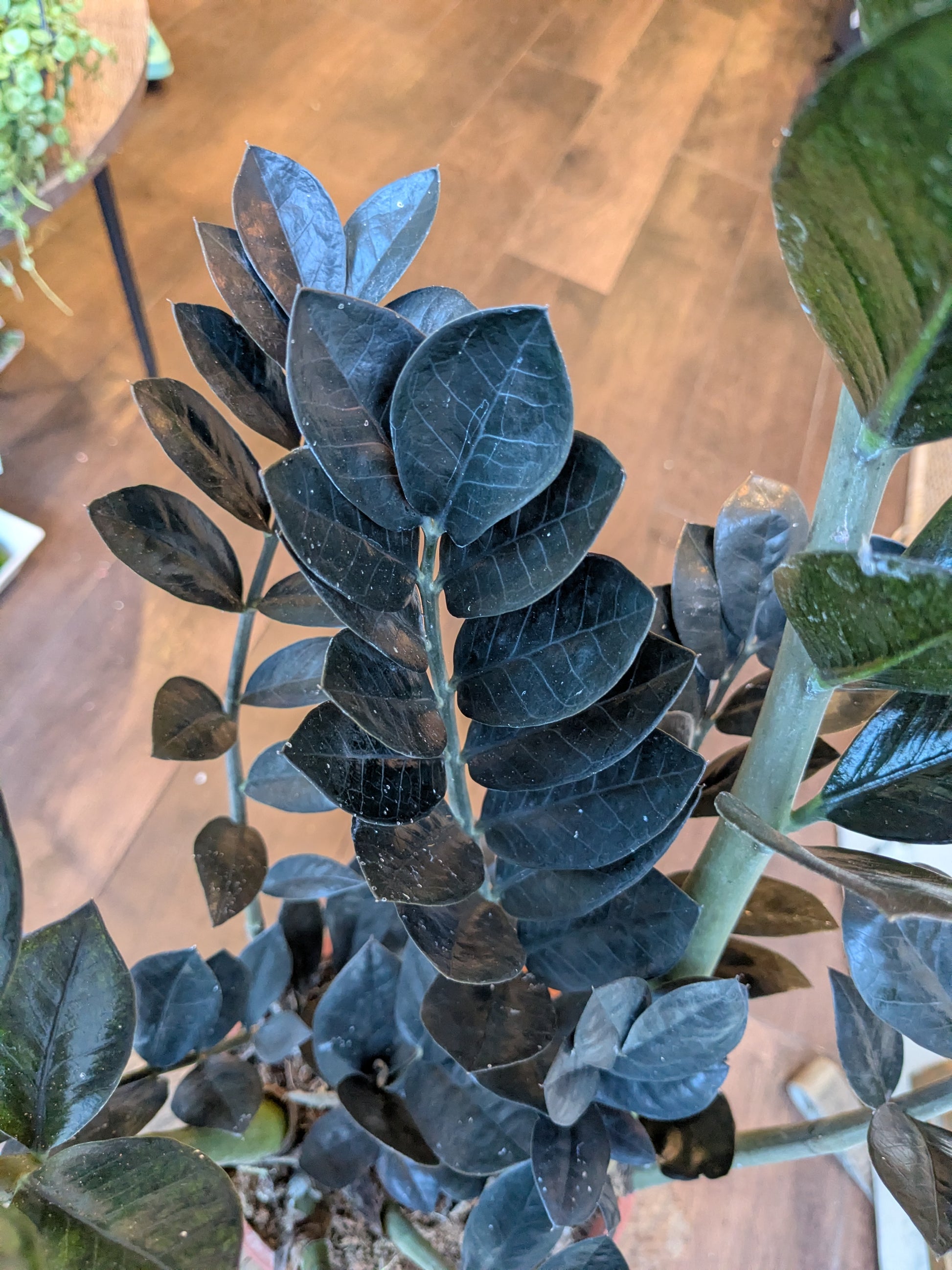Close-up of a plant with dark green leaves on a wooden floor.