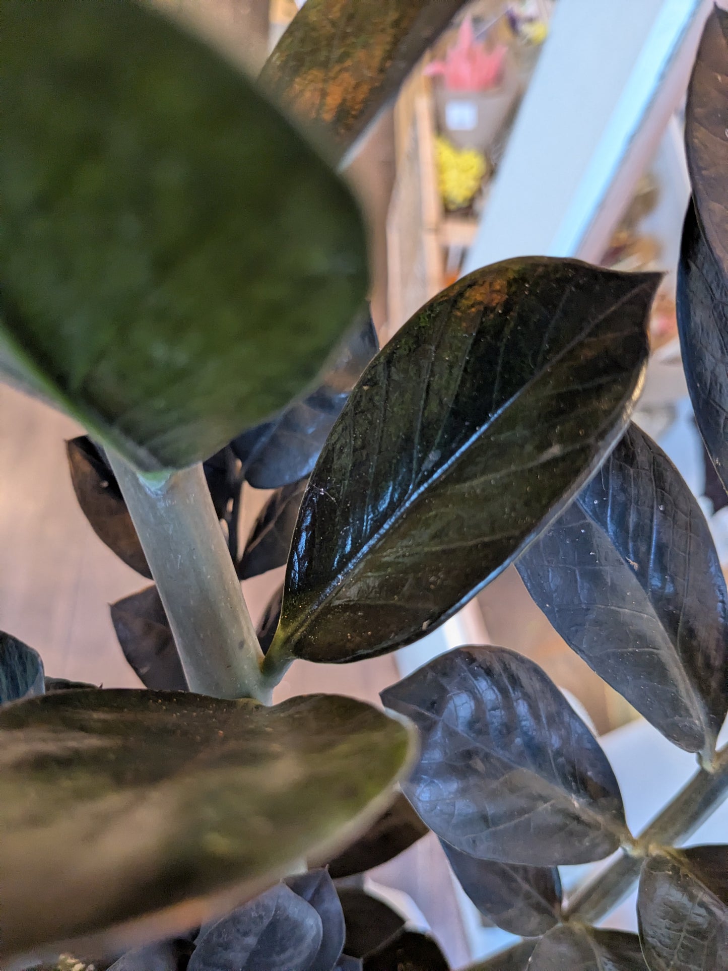 Close-up of a plant with dark green leaves in an indoor setting