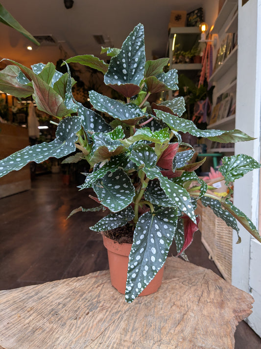 Polka dot plant in a pot on a wooden surface with a blurred indoor background